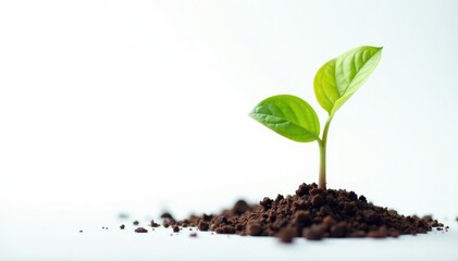 Small tree seedling, vibrant green leaves, stark white background, wildlife, bright