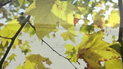 Poster - Sunlight filtering through green and yellow autumn leaves on tree branches
