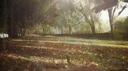 Poster - Sunlight filtering through trees, fallen leaves covering ground in forest scene