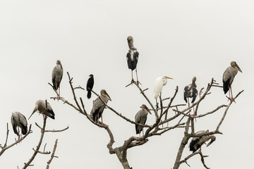 great egret, cormorant and asian openbills standing on branches dry tree isolate on white background
