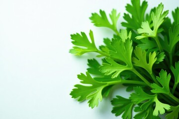 Canvas Print - Flat lay parsley sprigs forming geometric shape , elegant, simple, background