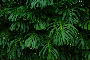  high contrast tropical plant background	