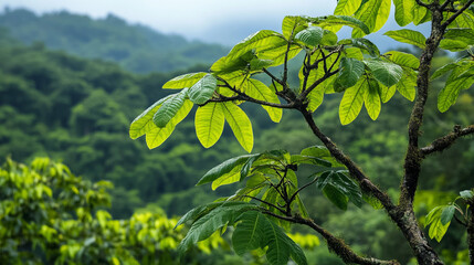 Lush green foliage of a tree branch against a backdrop of a dense forest canopy in a serene landscape