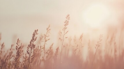 Poster - Sunset over field of tall grass, soft light, peaceful scene.
