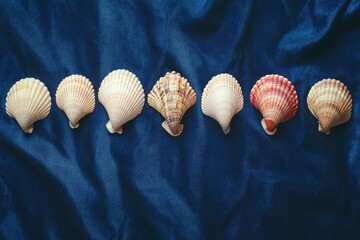 Poster - Colorful Seashells Arranged on Blue Velvet Fabric Background