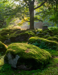 Poster - Moss-covered rocks beneath a tree in a serene, natural setting, showcasing the beauty of nature and tranquility in a lush environment