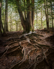Poster - Ancient tree with sprawling roots in a forest, showcasing nature's intricate patterns and textures