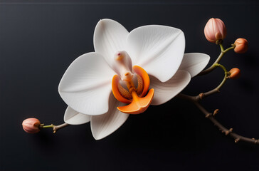 Aufkleber - Elegant white orchid blossom with delicate petals and vibrant orange and pink buds on a dark, contrasting background, creating a minimalist floral composition.