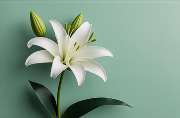 Aufkleber - Elegant white lily flower in full bloom with closed buds and green leaves is isolated against a serene light green background. Simple floral beauty.