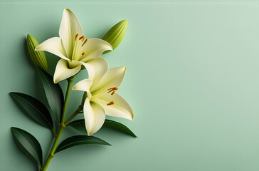 Aufkleber - Elegant white lily blossoms with green leaves and buds are presented against a gentle green backdrop. The flowers are in full bloom showing delicate petals and yellow stamens.