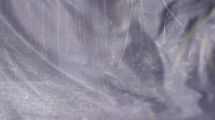 Poster - Ethereal animation overlay creating mysterious atmosphere on misty forest path