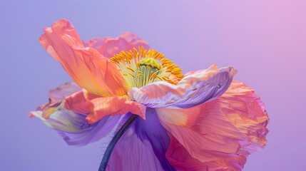 Poster - This is a beautiful close-up image of a multi-colored poppy flower. The petals are a mix of pink, orange, yellow and purple.