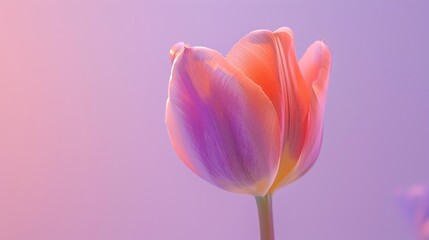 Wall Mural - Soft focus on a single tulip in full bloom against a pastel background.