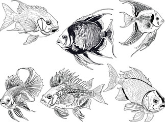 Wall Mural - group of six white fish sketches isolated on white