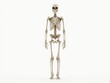 © Alex Pios - Full human skeleton on white background, clean studio shot, detailed anatomical structure