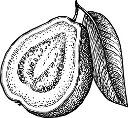 Wall Mural - sliced guava with leaf ink sketch