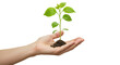 © Florin - Isolated Young Plant in Hand Symbolizing Growth and New Life