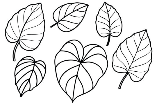 Elephant Ear Leaf Line Art Illustration for Modern Home Design