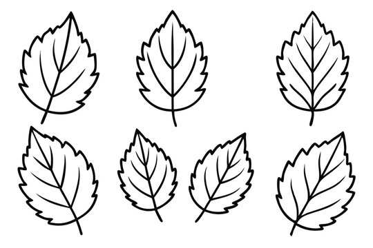 Elm Leaf Line Art Illustration Design for Nature Themed Artwork