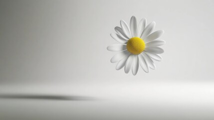 Poster - 3D White Daisy in Light Studio