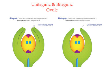 illustration of unitegmic vs bitegmic plant ovules structure & comparison