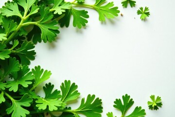 Canvas Print - Flat lay parsley sprigs forming geometric shape , geometric, parsley, texture