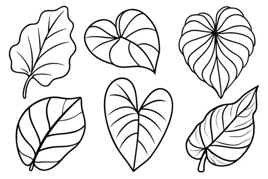 Elephant Ear Leaf Line Art Drawing for Creative Wall Decor