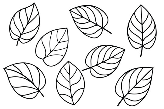 Ficus Leaf Line Art Detailed Drawing for Nature Inspired Artwork 