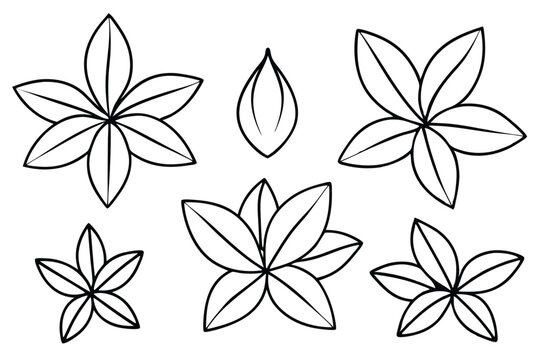 Euphorbia Leaf Line Art Simple Drawing for Artistic Illustration Creation 