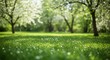 © MaC GFX Studio - Serene spring meadow lush green grass under blossoming trees bathed in soft sunlight a tranquil nature scene perfect for relaxation and peace idyllic park background AI Generative