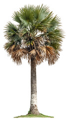 isolated palm tree with distinctive fan-shaped fronds and textured trunk against a transparent backg