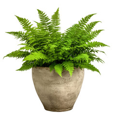 Poster - Beautiful potted plant with green leaves in a decorative pot placed on a simple table against a soft background isolated on transparent background..