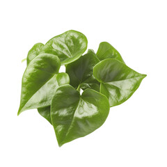 Poster - Lush green plant flourishing in natural light with leaves displaying vibrant shades of green and life isolated on transparent background..