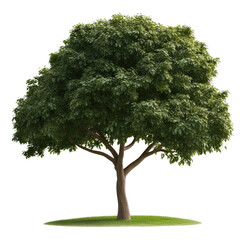 Poster - Majestic tree standing tall in a lush green landscape under a bright blue sky isolated on transparent background..