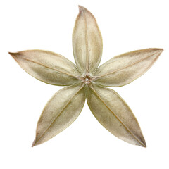 Poster - Beautiful star shaped flower blooming vibrantly against a soft focus background of green leaves isolated on transparent background..