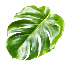 Poster - A massive green leaf displaying unique veins and texture against a neutral background evoking a sense of nature isolated on transparent background..