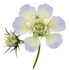 Poster - Stunning flower on black background highlighting the intricate details and vibrant colors for a striking visual impact isolated on transparent background..