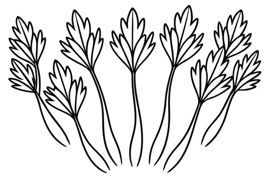Fennel Leaf Line Art Detailed Sketch for Nature Artwork Creation 