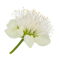 Poster - Elegant flower displayed on a black background emphasizing its natural beauty and graceful structure in full bloom isolated on transparent background..