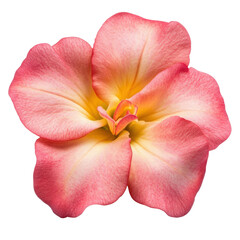 Poster - Beautiful pink flower delicately placed against a black background highlighting its vivid color and intricate details isolated on transparent background..