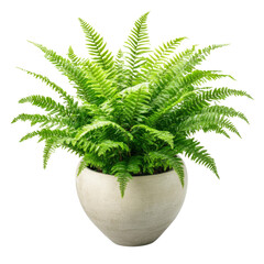 Poster - A lush green fern plant beautifully displayed in a clean white pot adding a touch of nature to any indoor space isolated on transparent background..