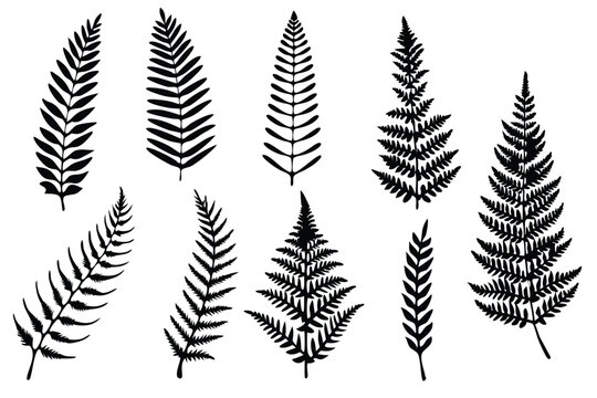 Fern Frond Line Art Creative Artistic Drawing for Artwork Design 