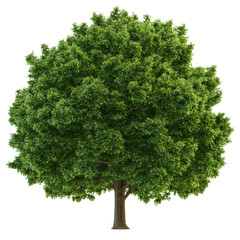 Poster - Majestic tree standing tall in nature with lush green leaves against a clear blue sky representing growth isolated on transparent background..