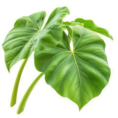 Poster - Large green leaf with intricate veins perfectly showcasing the beauty of nature and the details of plant life isolated on transparent background..