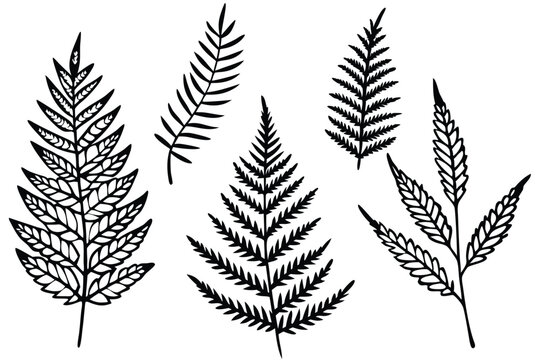 Fern Leaf Line Art Creative Drawing for Detailed Illustration Design