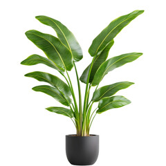 Poster - Decorative indoor plant thriving in a modern black pot with a minimalist design on a bright background isolated on transparent background..