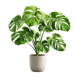 Poster - Unique and imposing monster plant with large leaves displaying vibrant green color against a soft background isolated on transparent background..