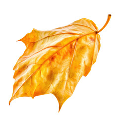 Poster - Single leaf elegantly placed on a black background highlighting its texture and natural beauty in minimalism isolated on transparent background..