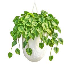 Poster - Lush green plant suspended in a decorative hanging planter against a soft subtle background for indoor decor inspiration isolated on transparent background..