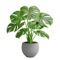 Poster - Green plant in a pot showcasing lush foliage and vibrant color bringing life and freshness to any indoor environment isolated on transparent background..